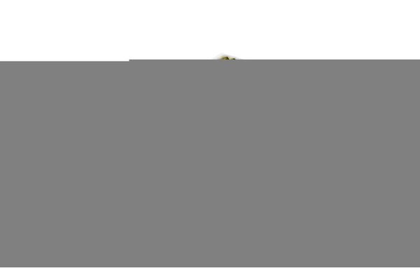 Polen Filtresi  Renault Megane III Sport Tourer (04.2009->)  MANN FP 26 005